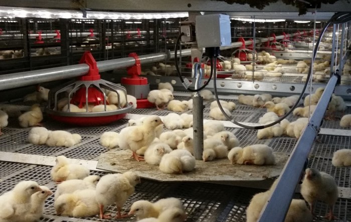 La báscula toma muestra de peso todo el día para darnos en todo momento el peso promedio del pollo.  