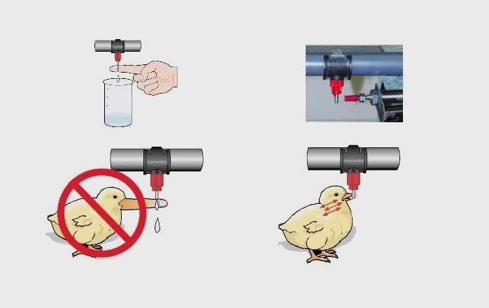 El pollo, sin embargo, no toma agua de esa manera sino picoteando intermitentemente. A eso le llamamos flujo dinámico. Para evaluar bien lo que realmente el bebedero puede proporcionar al pollo, Chore Time desarrolló una máquina que imita ese patrón. 