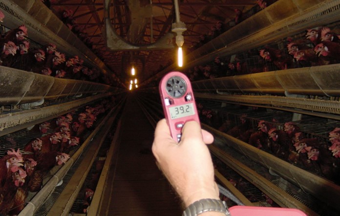 TEMPERATURA SIN AMBIENTE CONTROLADO - Temperatura en un galpón sin ambiente controlado. Nótese como jadean las gallinas. 