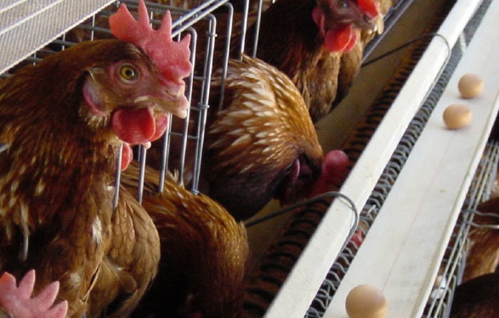 HUEVO LIMPIO - En el sistema modular con ambiente controlado el huevo sale limpio hasta un en un 99% debido al menor consumo de agua por parte del ave y al recolector de huevos que trabaja en todos los niveles simultáneamente