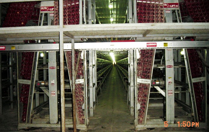 TRANSPORTADOR TRANSVERSAL DE HUEVOS - Aquí vemos como el recolector de huevos recoge los seis niveles simultáneamente a un solo transportador transversal.